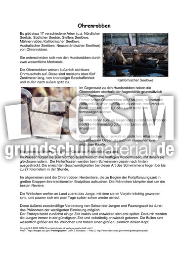 Ohrenrobben-Steckbrief.pdf